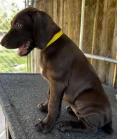 Dixie, a female German Shorthaired Pointer for sale in Dothan, AL – Photo 1 of 5