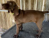 Sage, a female German Shorthaired Pointer for sale in Dothan, AL – Photo 4 of 5