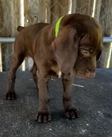 Sage, a female German Shorthaired Pointer for sale in Dothan, AL – Photo 3 of 5