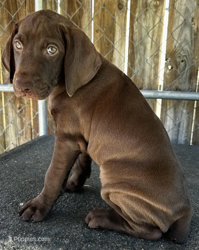 Sage – German Shorthaired Pointer puppy for sale in Dothan, AL