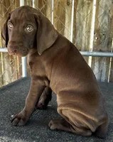 Sage, a female German Shorthaired Pointer for sale in Dothan, AL – Photo 1 of 5