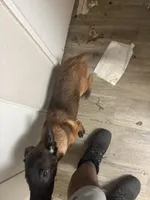 Kobe, a male Belgian Malinois for sale in Concord, CA – 2 of 3