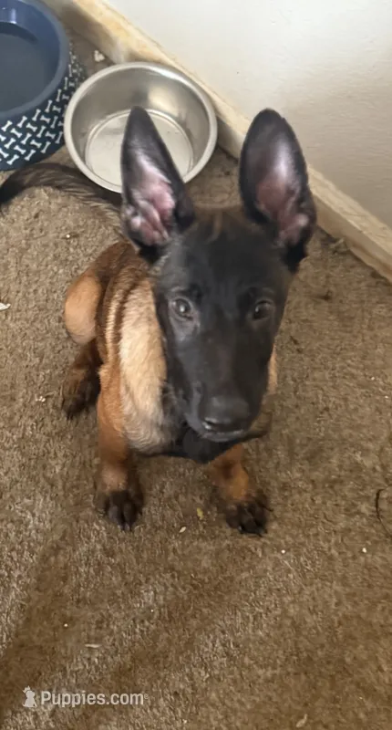 Royal  – Belgian Malinois puppy for sale in Concord, CA