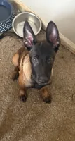Royal , a male Belgian Malinois for sale in Concord, CA – 1 of 1