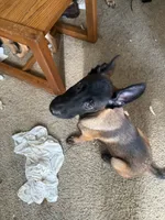 Kobe, a male Belgian Malinois for sale in Concord, CA – 3 of 3