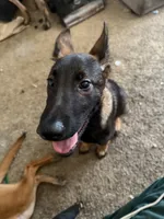 Dark knight , a male Belgian Malinois for sale in Concord, CA – 2 of 4
