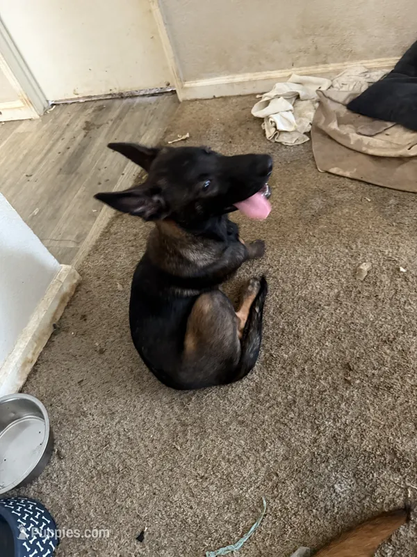 Dark knight  – Belgian Malinois puppy for sale in Concord, CA
