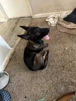 Dark knight , a male Belgian Malinois for sale in Concord, CA – 1 of 4