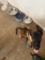 Kobe, a male Belgian Malinois for sale in Concord, CA – 1 of 3