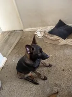 Dark knight , a male Belgian Malinois for sale in Concord, CA – 3 of 4