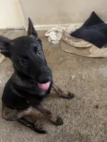 Dark knight , a male Belgian Malinois for sale in Concord, CA – 4 of 4