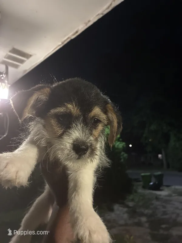 Mia  – American Black and Tan Coonhound, Chihuahua puppy for sale in Columbia, SC