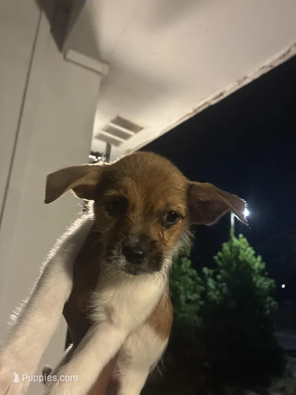 DAISY  – American Black and Tan Coonhound, Shih Tzu puppy for sale in Columbia, SC