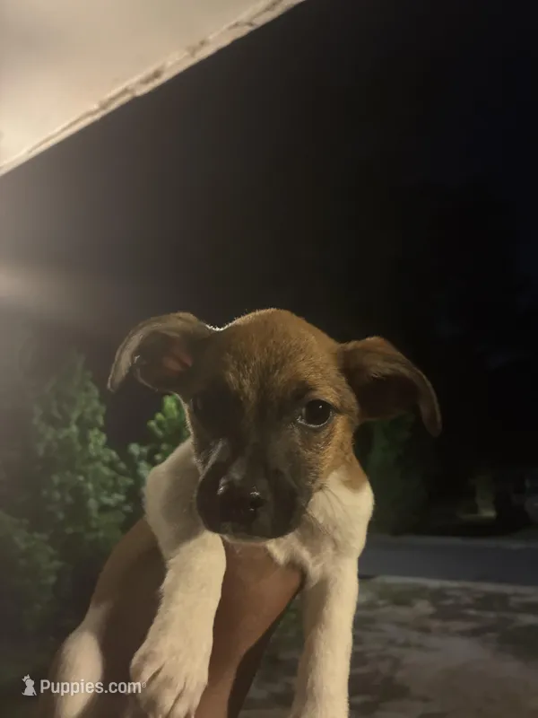 Buddy  – American Black and Tan Coonhound, Shih Tzu puppy for sale in Columbia, SC