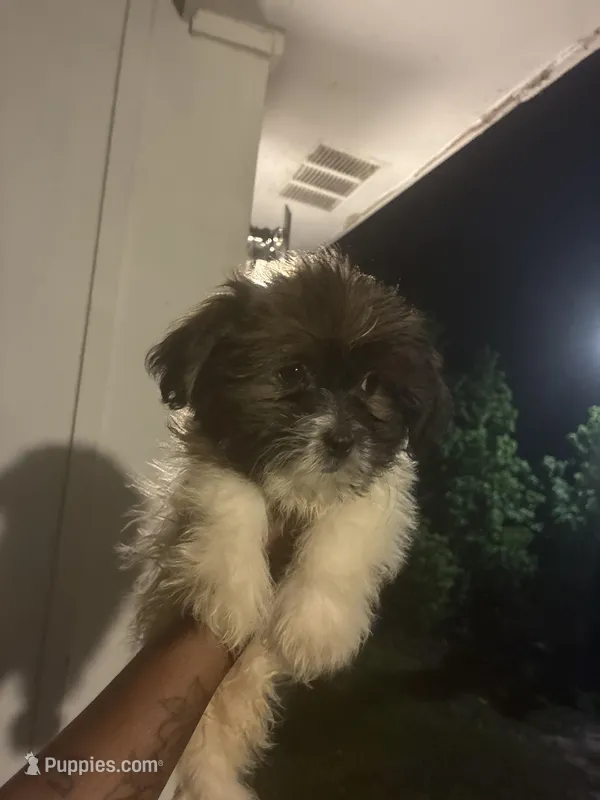 Max – American Black and Tan Coonhound, Chihuahua puppy for sale in Columbia, SC