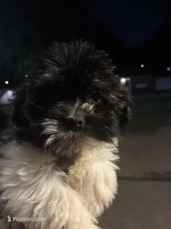 Chloe – American Black and Tan Coonhound, Chihuahua puppy for sale in Columbia, SC