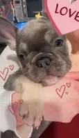 French bulldog, a female French Bulldog for sale in Miami, FL – Photo 2 of 3