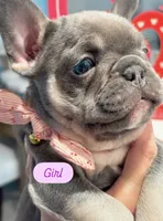 French bulldog, a female French Bulldog for sale in Miami, FL – Photo 2 of 7