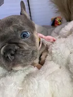 French bulldog, a female French Bulldog for sale in Miami, FL – Photo 6 of 7