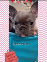 French bulldog, a female French Bulldog for sale in Miami, FL – Photo 1 of 7