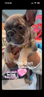 French bulldog, a female French Bulldog for sale in Miami, FL – Photo 5 of 7