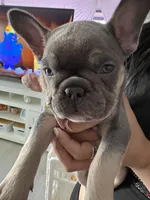 French bulldog, a female French Bulldog for sale in Miami, FL – Photo 3 of 7