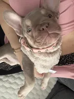 French bulldog, a female French Bulldog for sale in Miami, FL – Photo 2 of 4