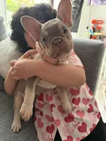 French bulldog, a female French Bulldog for sale in Miami, FL – Photo 4 of 4