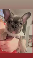 French bulldog, a female French Bulldog for sale in Miami, FL – Photo 3 of 4