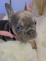 French bulldog, a female French Bulldog for sale in Miami, FL – Photo 2 of 8