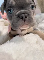 French bulldog, a female French Bulldog for sale in Miami, FL – Photo 1 of 8
