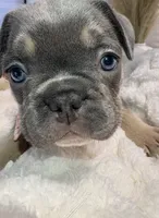 French bulldog, a female French Bulldog for sale in Miami, FL – Photo 4 of 8