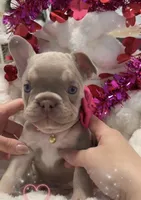 French bulldog, a female French Bulldog for sale in Miami, FL – Photo 1 of 4