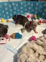 French bulldog, a female French Bulldog for sale in Miami, FL – Photo 3 of 4