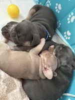 French bulldog, a female French Bulldog for sale in Miami, FL – Photo 4 of 4