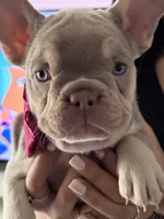 French bulldog, a female French Bulldog for sale in Miami, FL – Photo 2 of 4
