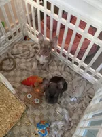 French bulldog, a female French Bulldog for sale in Miami, FL – Photo 7 of 7