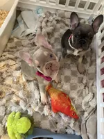 French bulldog, a female French Bulldog for sale in Miami, FL – Photo 6 of 7