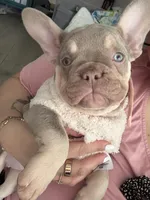 French bulldog, a female French Bulldog for sale in Miami, FL – Photo 3 of 7