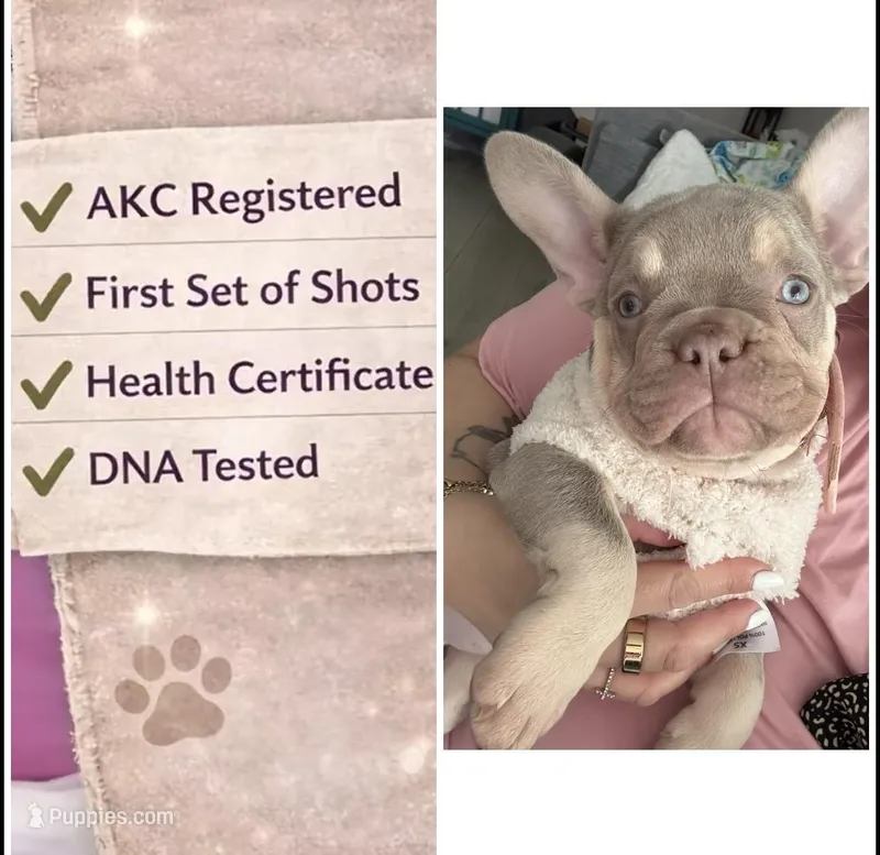French bulldog – French Bulldog puppy for sale in Miami, FL