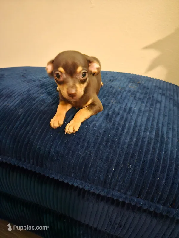 Butch – Chihuahua puppy for sale in Kankakee, IL