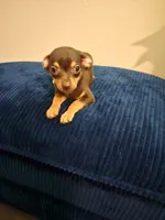 Butch, a male Chihuahua for sale in Kankakee, IL – 1 of 4