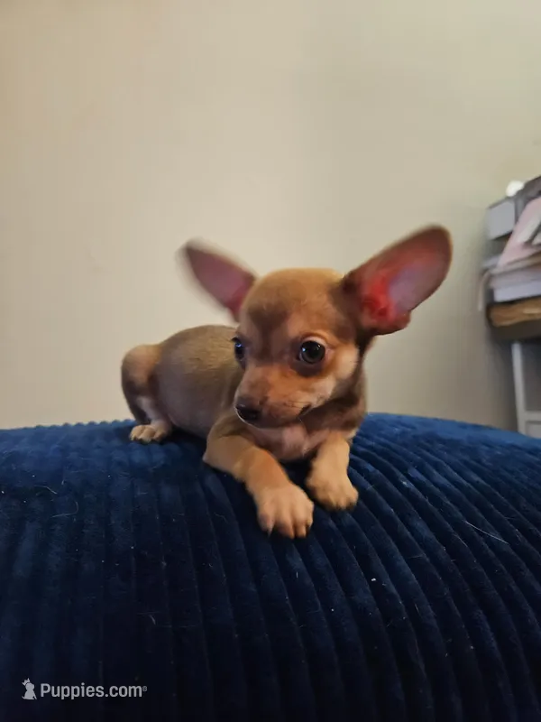 Peanut – Chihuahua puppy for sale in Kankakee, IL