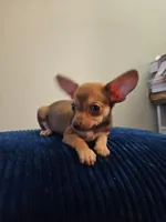 Peanut, a female Chihuahua for sale in Kankakee, IL – 1 of 3