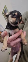 Stella, a female Chihuahua for sale in Kankakee, IL – 2 of 3