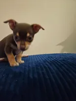 Butch, a male Chihuahua for sale in Kankakee, IL – 3 of 4