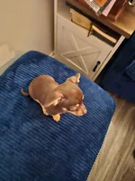 Butch, a male Chihuahua for sale in Kankakee, IL – 4 of 4