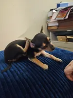 Stella, a female Chihuahua for sale in Kankakee, IL – 1 of 3