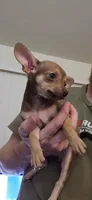 Peanut, a female Chihuahua for sale in Kankakee, IL – 3 of 3