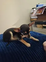 Stella, a female Chihuahua for sale in Kankakee, IL – 3 of 3